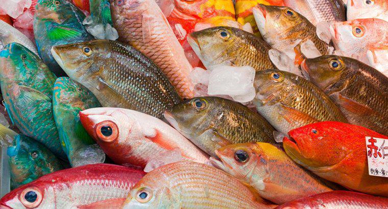 Qual é o peixe mais consumido no mundo?