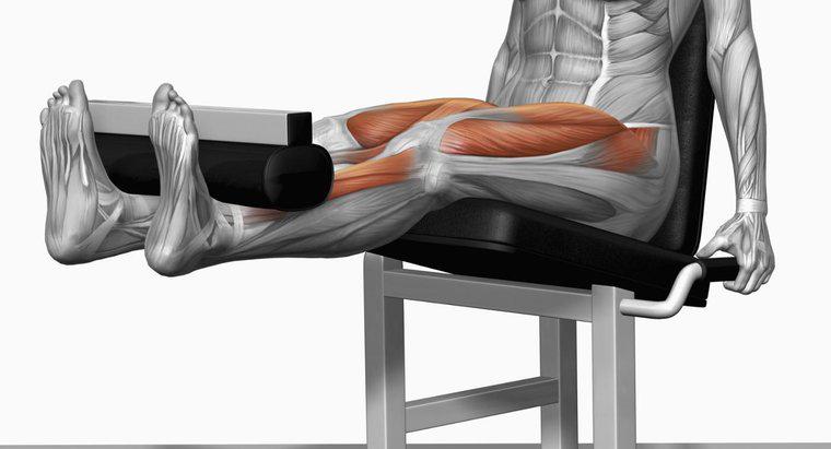 Quais músculos são usados ​​nas extensões das pernas?