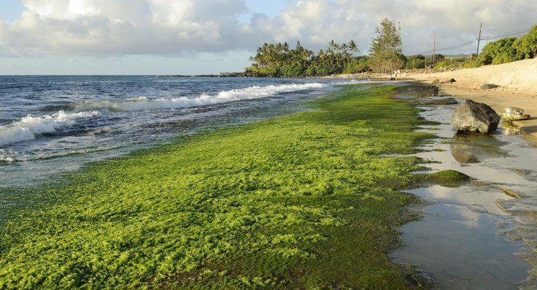 Como as algas se formam?