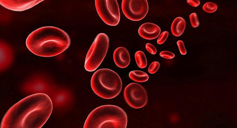 Como a hemoglobina transporta oxigênio?
