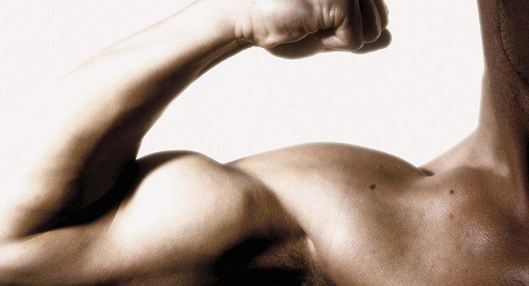 Quais são os sintomas de um músculo bíceps rompido?