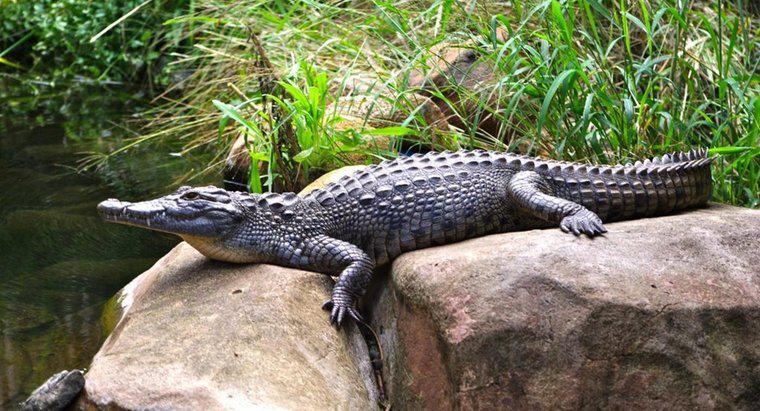 Quanto tempo os crocodilos vivem?