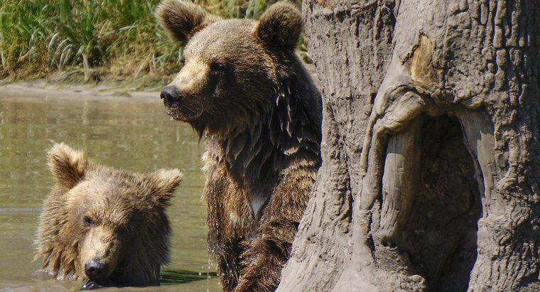Como os ursos se reproduzem?