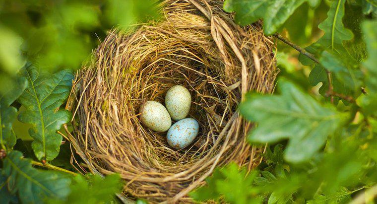 Que pássaro põe o menor ovo?