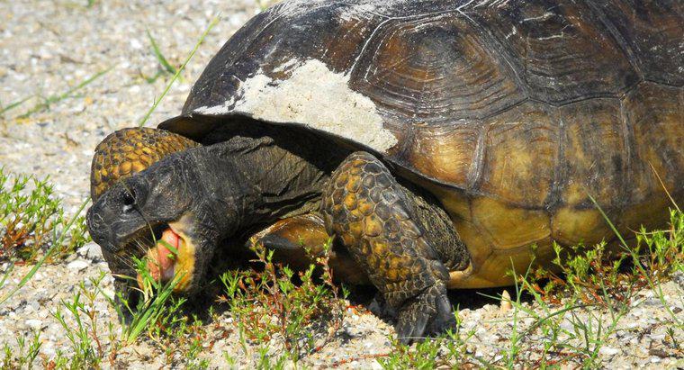 Quanto tempo pode uma tartaruga viver sem comida?