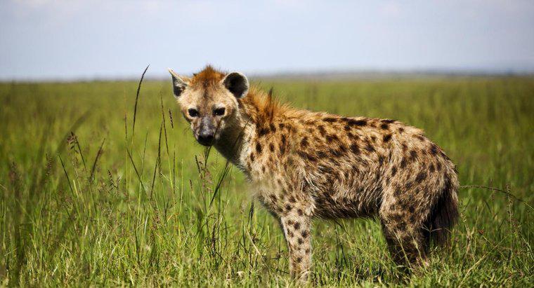 Que tipo de comida as hienas comem?