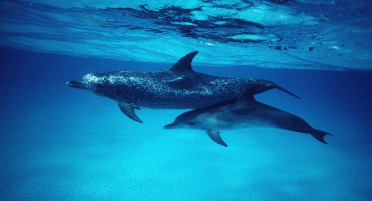 Como são chamados os golfinhos bebês?