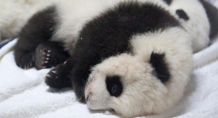 Quanto pesa um panda recém-nascido?