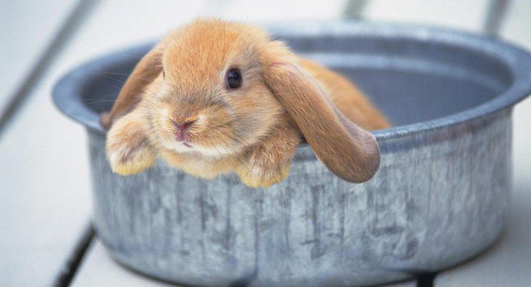 Você pode dar um banho em um coelho?