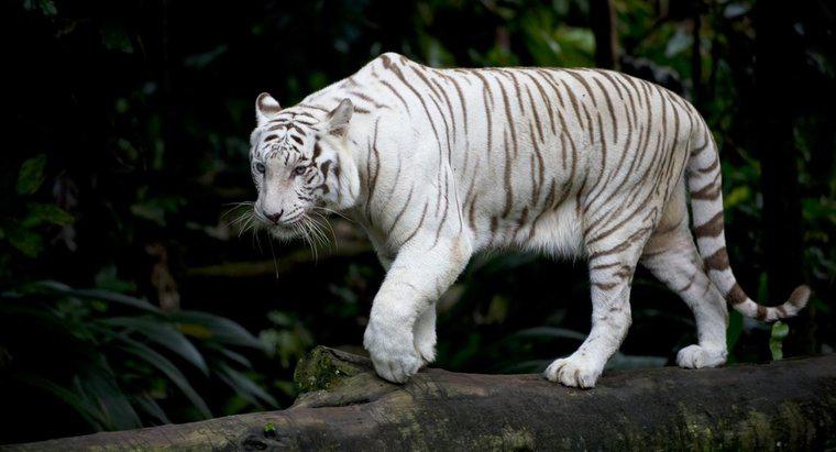 Quais são alguns fatos sobre os tigres brancos?
