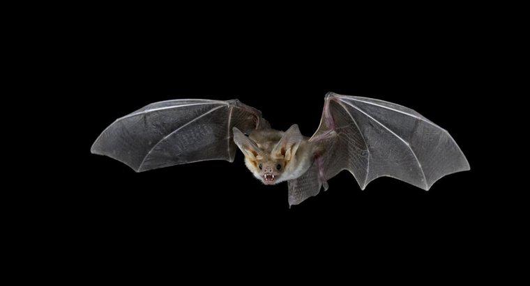 Como os morcegos pegam suas presas à noite?