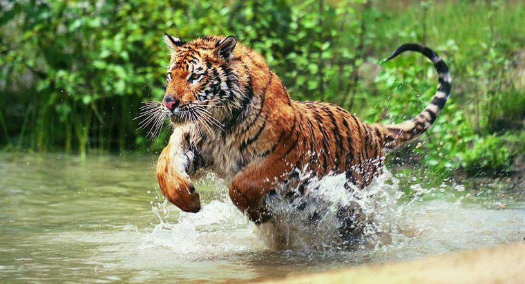 Quais são alguns fatos básicos sobre tigres?