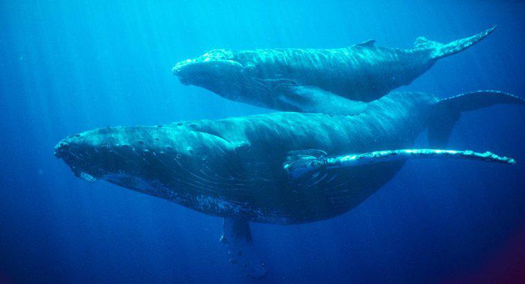 Por quanto tempo uma baleia consegue prender a respiração?