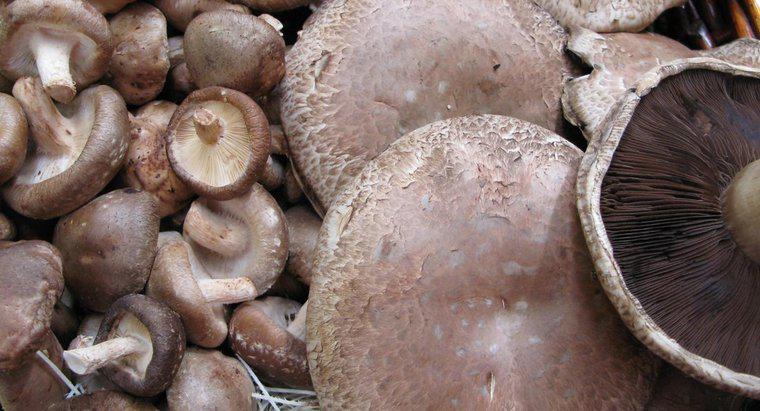 Você pode comer cogumelos Portobello crus?