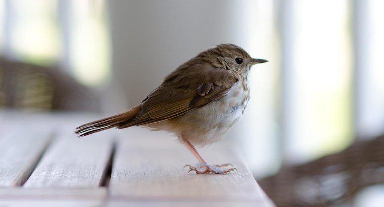 O que significa quando um pássaro voa para dentro de sua casa?