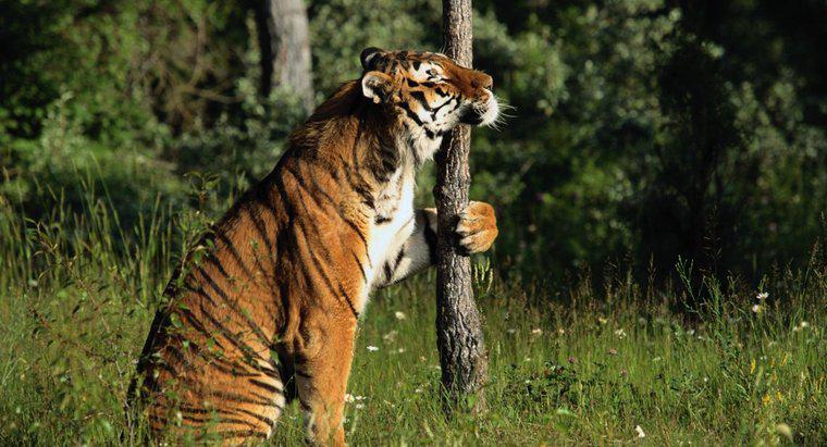 Os tigres podem escalar árvores?