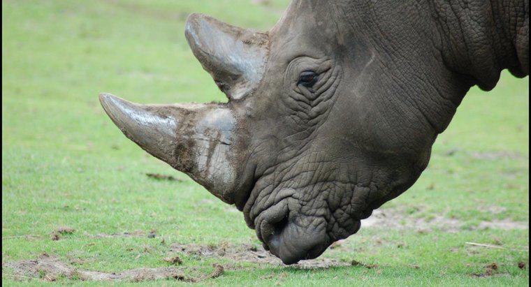 O que comem os rinocerontes?