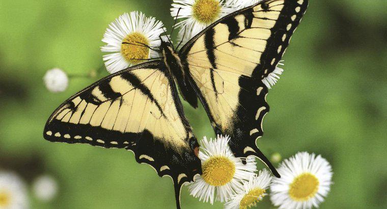 Qual é a vida útil de uma borboleta?