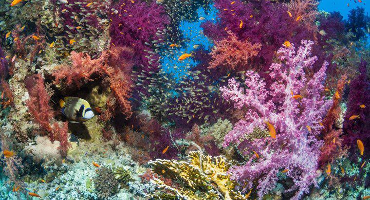 Quais são alguns fatores bióticos de um recife de coral?
