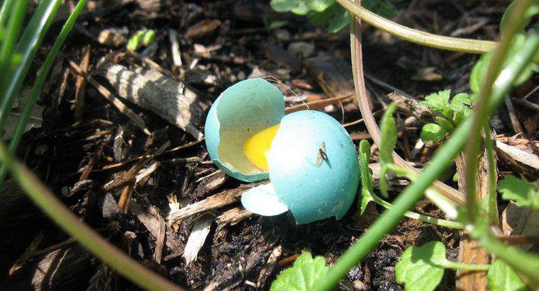 Quais são as cores dos ovos de Jay azul?