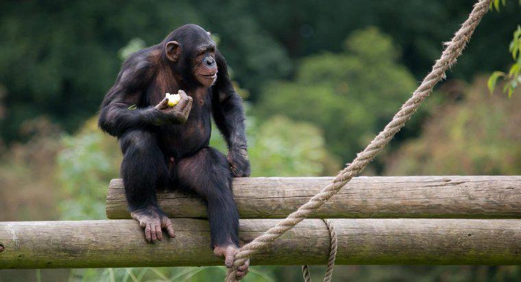 O que os macacos comem na selva?