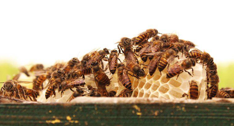 Como é chamado um grupo de abelhas?