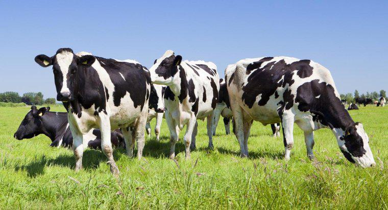 O que é chamado um grupo de vacas?