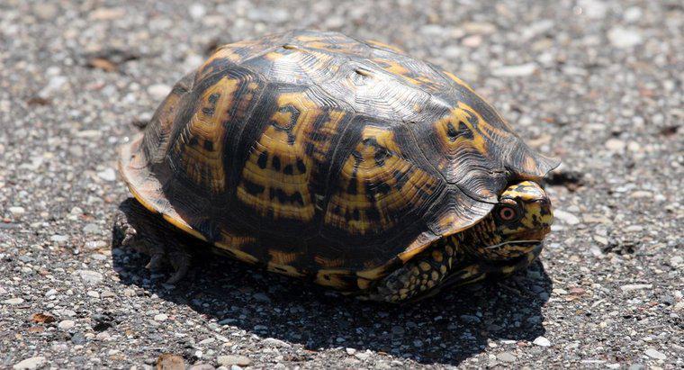Como as tartarugas se adaptam ao seu ambiente?