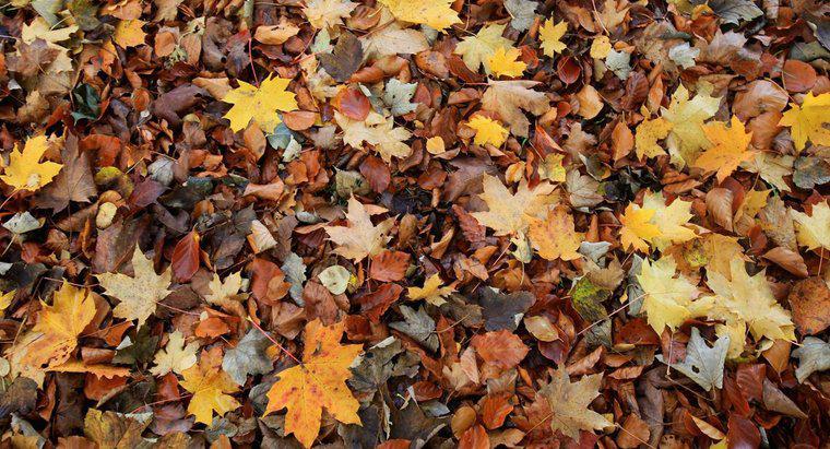 Por que as folhas caem das árvores no outono?