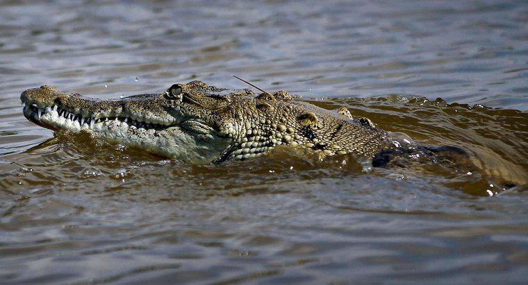 O que é o nicho de um crocodilo?