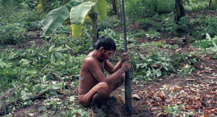 O que o povo Yanomami come?