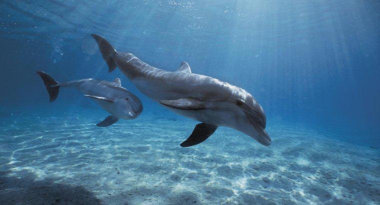 Quais são os predadores de golfinhos?