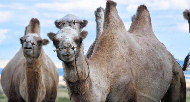 Quantas saliências um camelo tem?