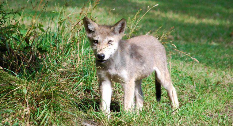 Como são chamados os lobos bebês?