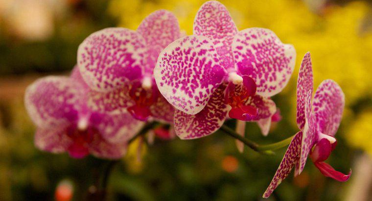 As orquídeas são venenosas para os gatos?