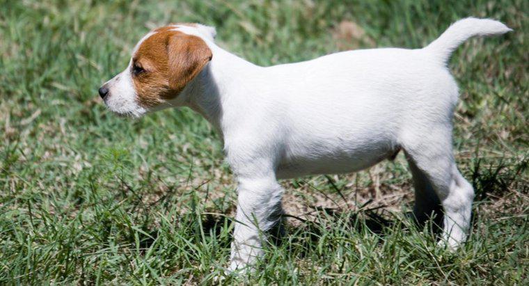 Quais são algumas dicas para resgatar filhotes de cachorro Jack Russell Terrier?