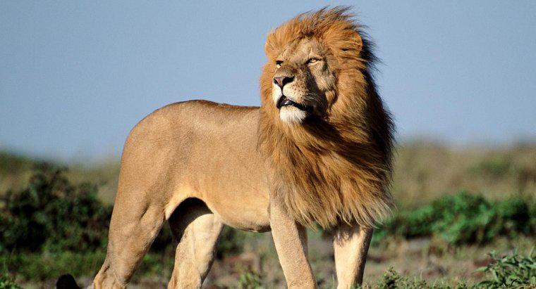 Quantos leões africanos existem na natureza?