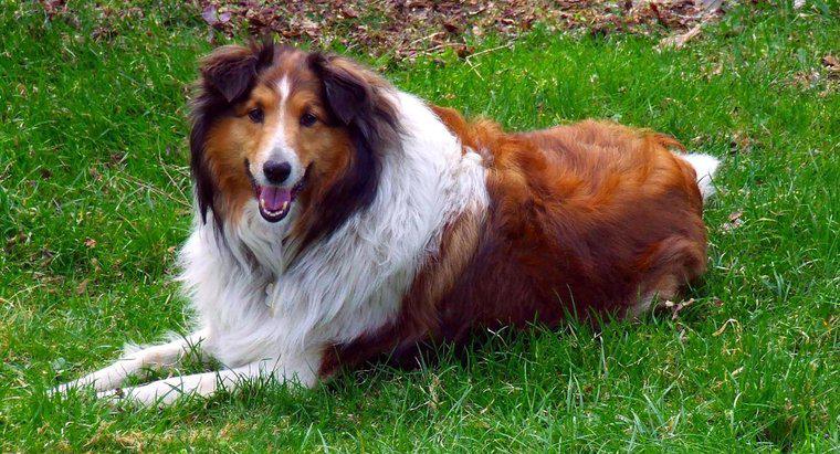 Que raça de cachorro era Lassie?