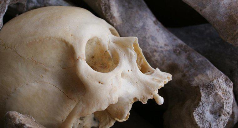 De que são feitos os ossos humanos?