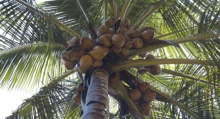 Onde os cocos crescem?