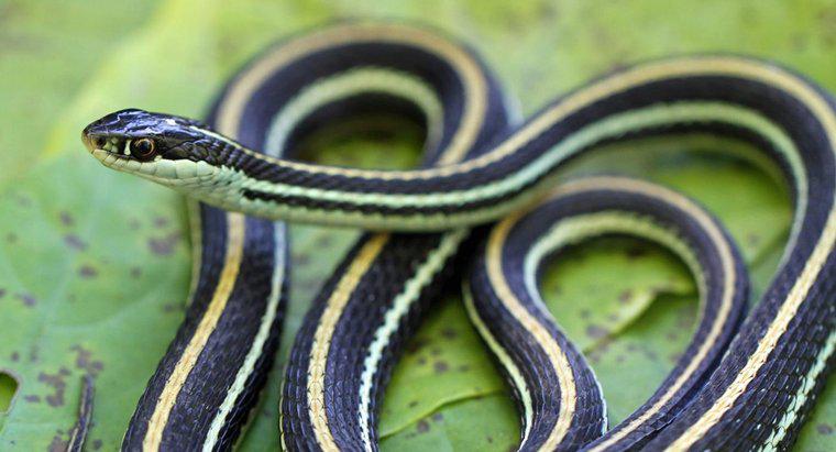 Como as cobras se adaptam ao seu ambiente?
