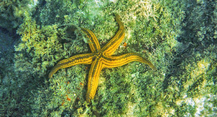 Starfish são considerados ameaçados?