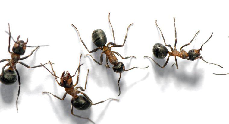 O que você chama de grupo de formigas?