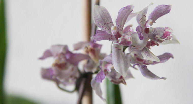 Quanto tempo leva para uma orquídea crescer a partir de uma semente?