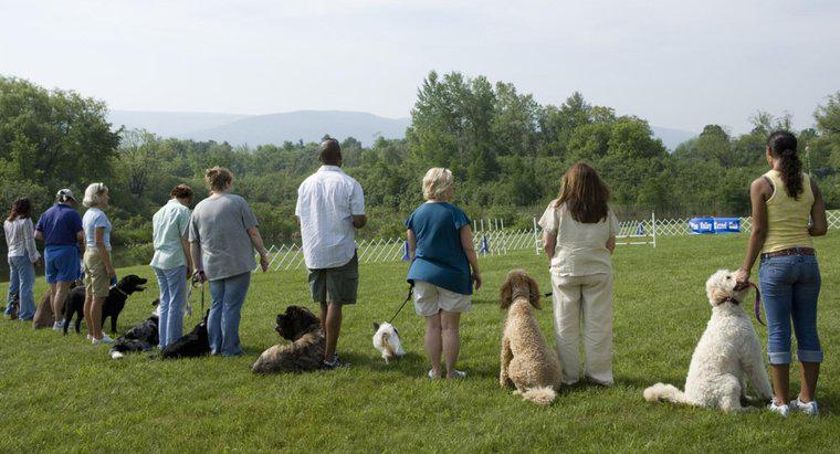 O que é o método Koehler de treinamento de cães?