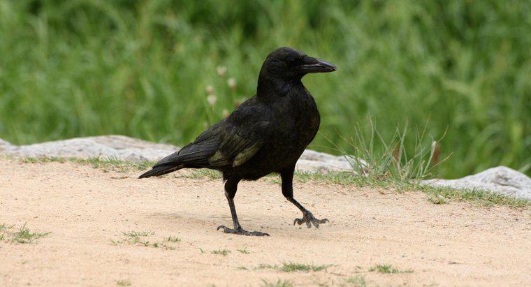 Como são os corvos como animais de estimação?