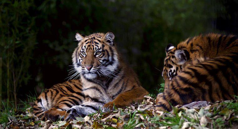 Como os tigres se comunicam?