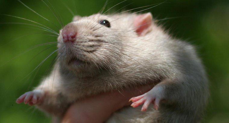 Quão inteligentes são os ratos?