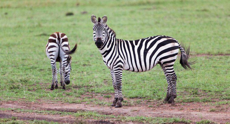 Qual é o período de gestação de uma zebra?