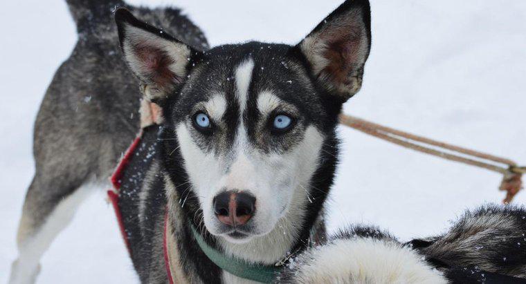 Por que os Huskies têm olhos azuis?